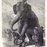 Execution by Elephant