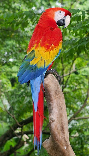 Macaws+flying