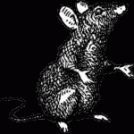 A Fifteenth-Century Interest in Scandinavian Plague Rats