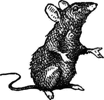 Rat Black Plague
