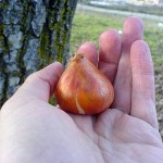 One Man’s Tulip, Another Man’s Onion