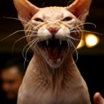 How Cats Create Neurotic Societies