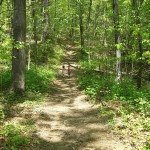 Music in the Woods and Vocation