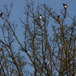 A Magpie Parliament?