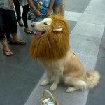 The Lion That Didn't Roar!