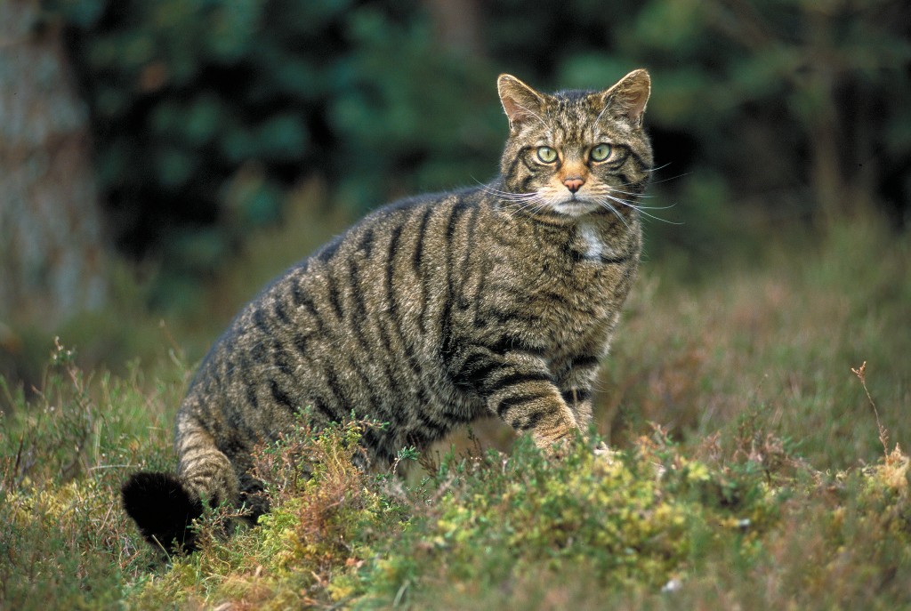 wild cat