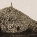 Daily History Picture: Bison Skulls