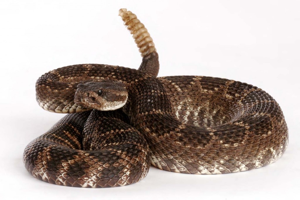 rattlesnake