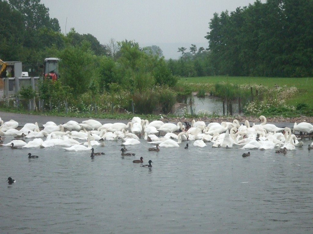 Swan gathering