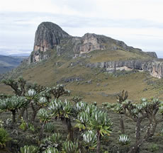 elgon
