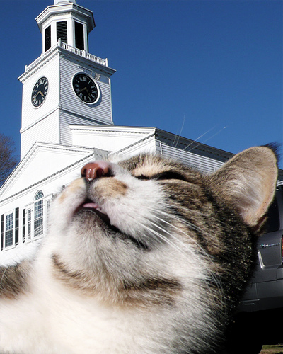 cat church