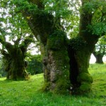 Victorian Urban Legends: Bodies in Trees