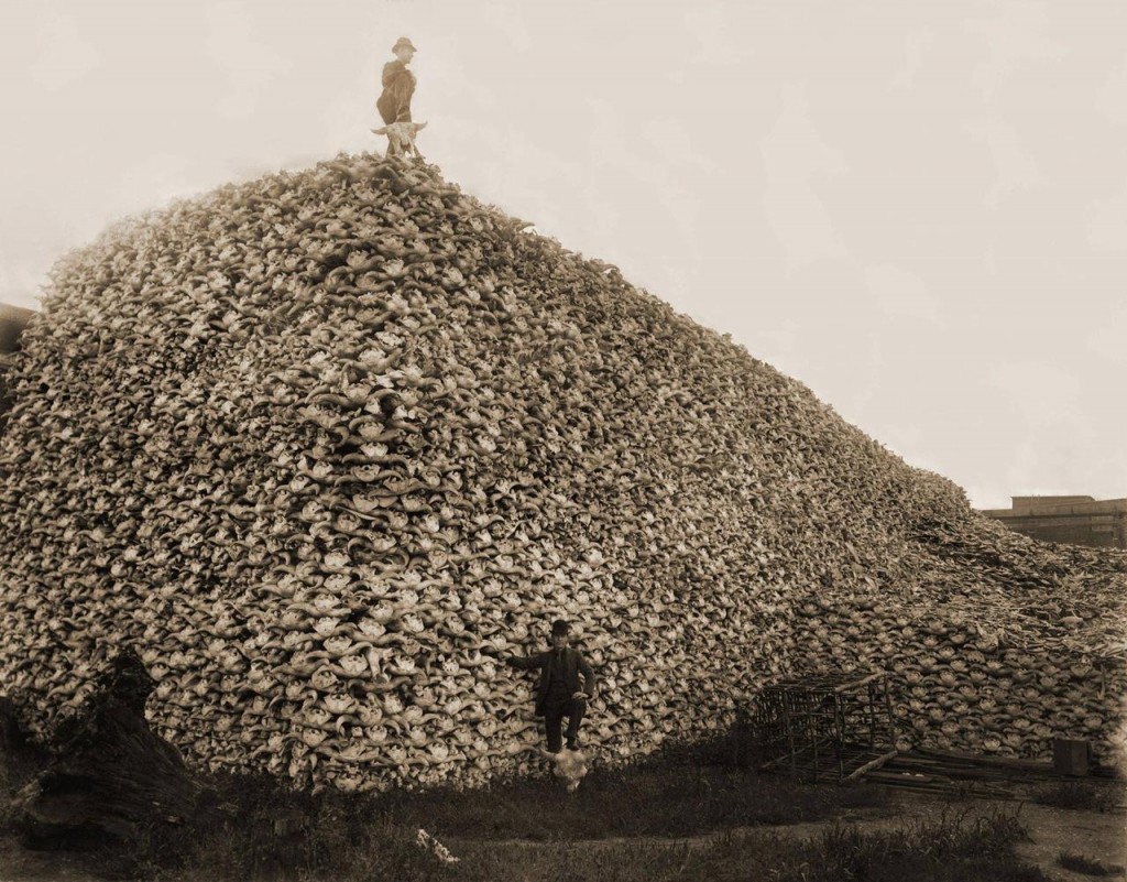 bison skulls