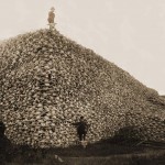Daily History Picture: Bison Pyramid