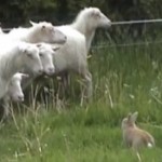 A Ghost Rabbit as Big as a Sheep