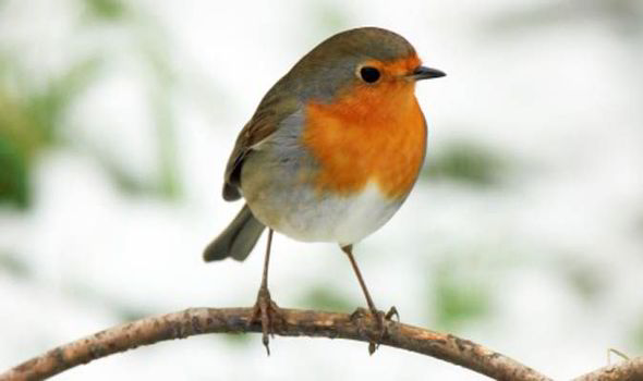 robin