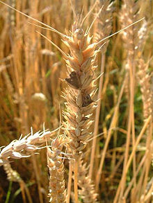 ergot