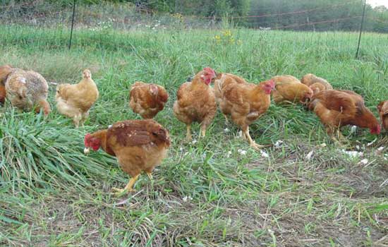freedom chicken