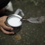 A Milk-Drinking British Boa