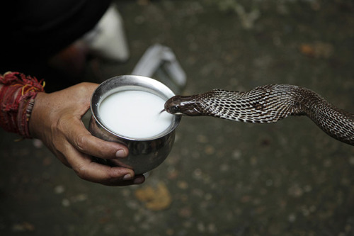 snake drinks milk