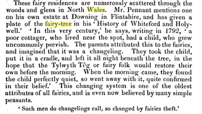 fairy tree Flintshire Histoyr of Whiteford and Holywell