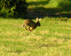 hare run