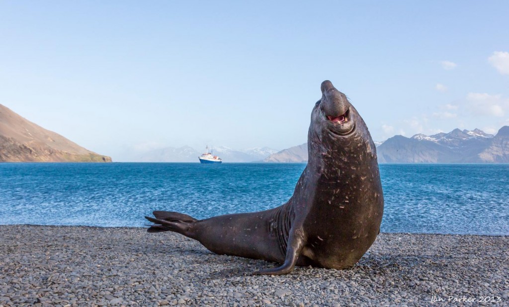 ian parker seal south georgia