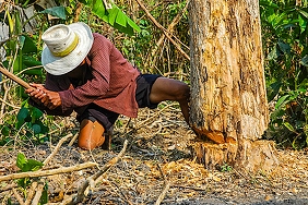 Grow a Tree Trick and Poltergeist Wood Chips