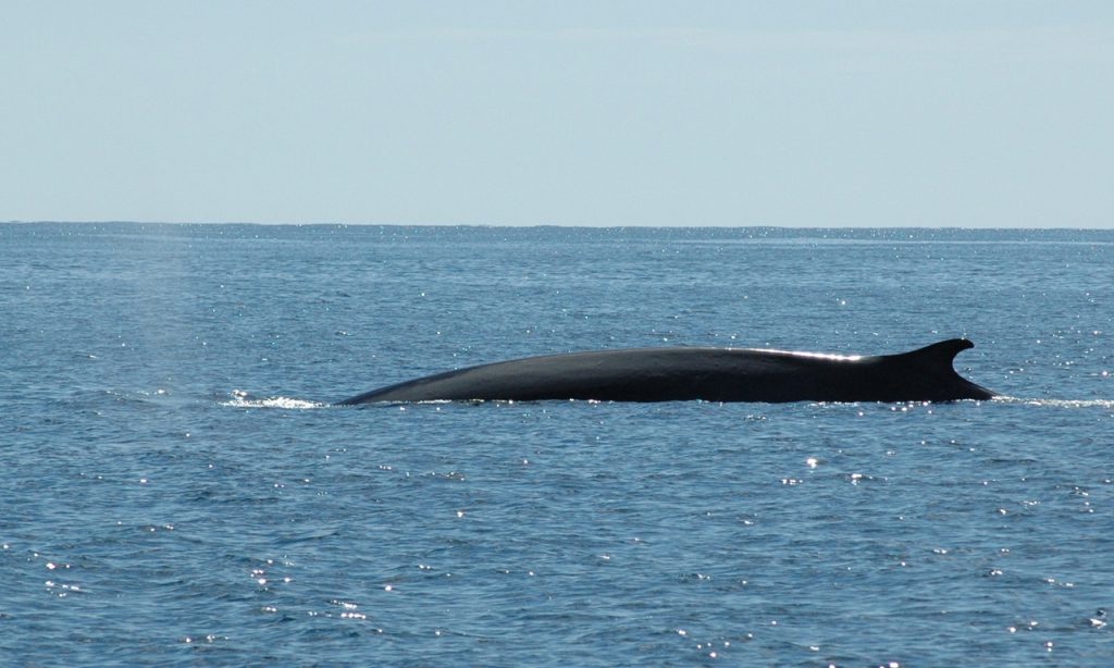 whale ireland