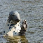 Caithness Mermaid Mystery 4: I Shot the Mermaid