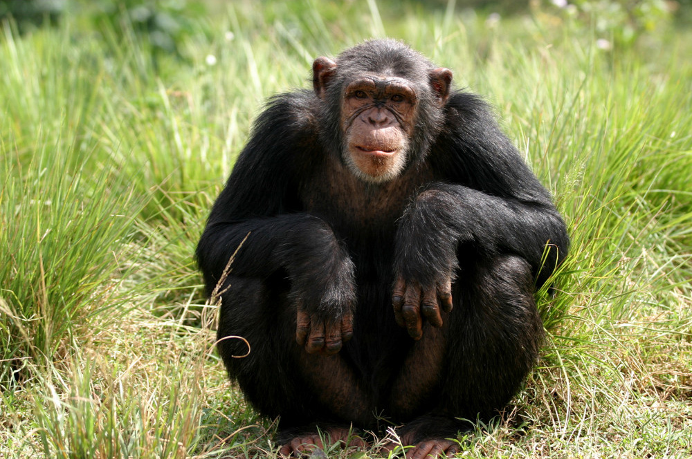 chimp that gave us hiv