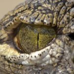 Victorian Urban Legends: Thames Crocodiles