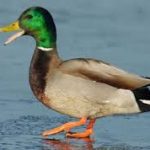 The Origins of Canard