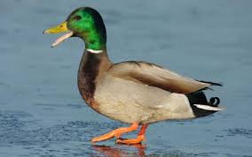 canard