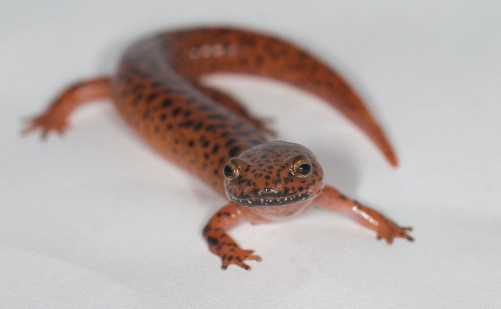 salamander