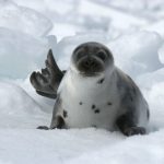 Granddad Became a Seal