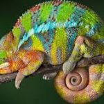 Lost Book on Magical Chameleons