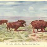 The Lost Canyon and the Impossible Buffalo