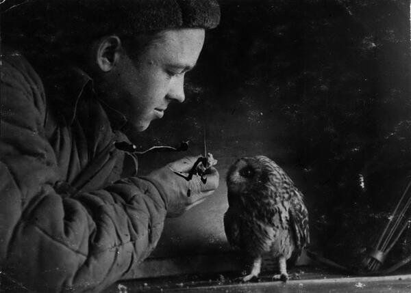 Daily History Picture: Owl and War