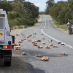 Why Did the Chicken Cross the Road? History