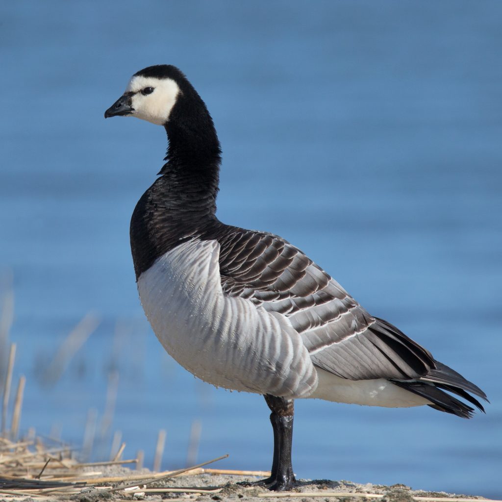 barnacle geese