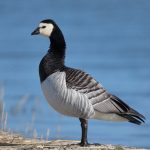 The Bird Tree and Barnacle Geese