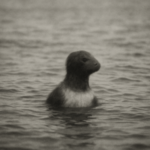 The Deerness Mermaid: Our Best Attested Nineteenth-Century Cryptid