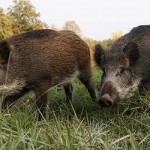 Victorian sewer pigs