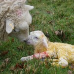 New Born Lambs, New Born Ideas
