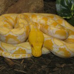 The Napalm Snake Mystery