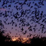 Bats Fight Japan