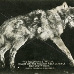 The Allendale Wolf