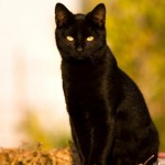 Black Cats: Unlucky for Some