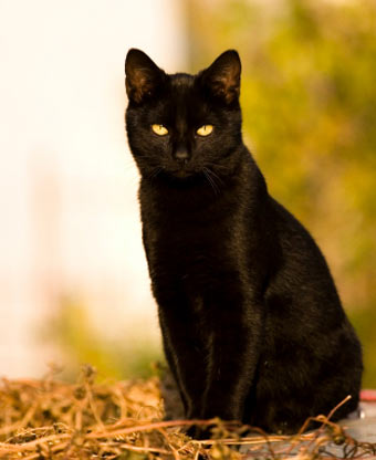 black cat